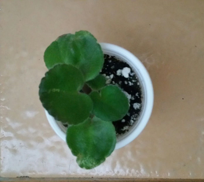 20201114_125851-1 - Ian Bokal