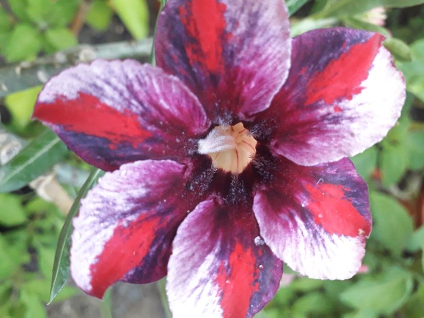  - Talmeș balmeș 2020