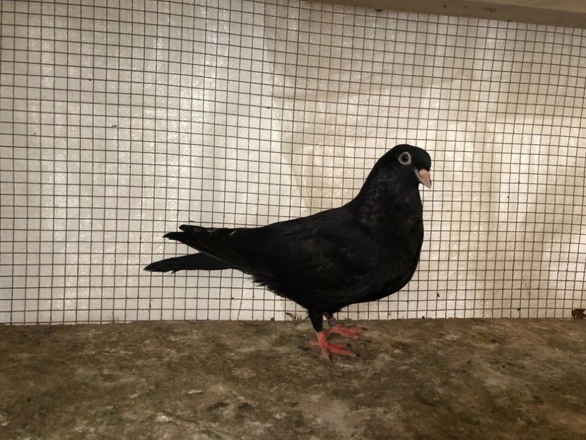 209220 căzut mort - 3-lot zbor 2020