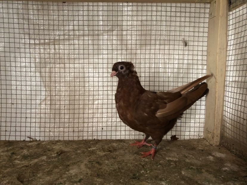 2091/20 - 3-lot zbor 2020