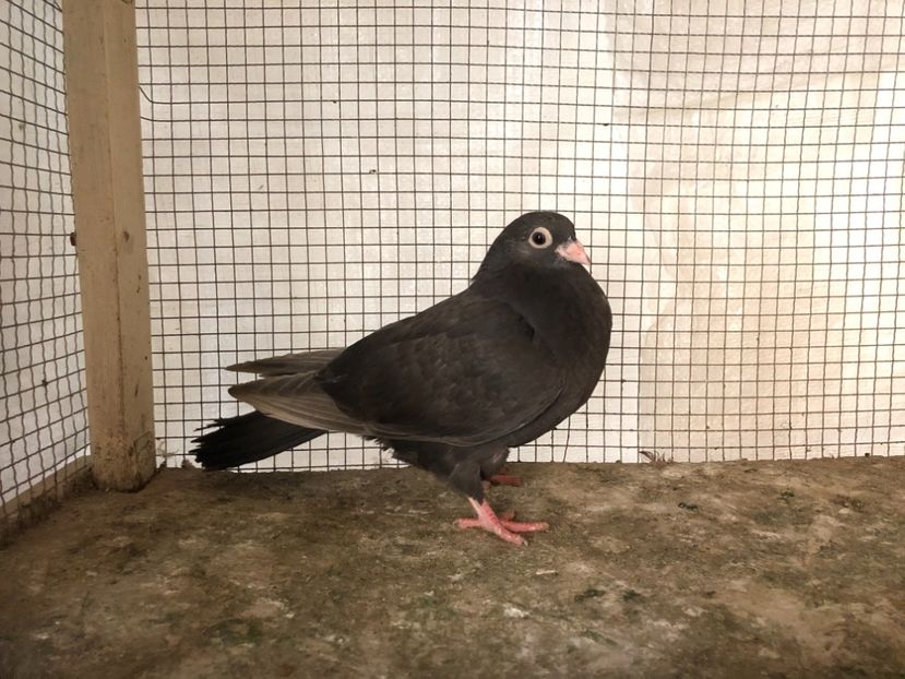 2078/20 - 3-lot zbor 2020