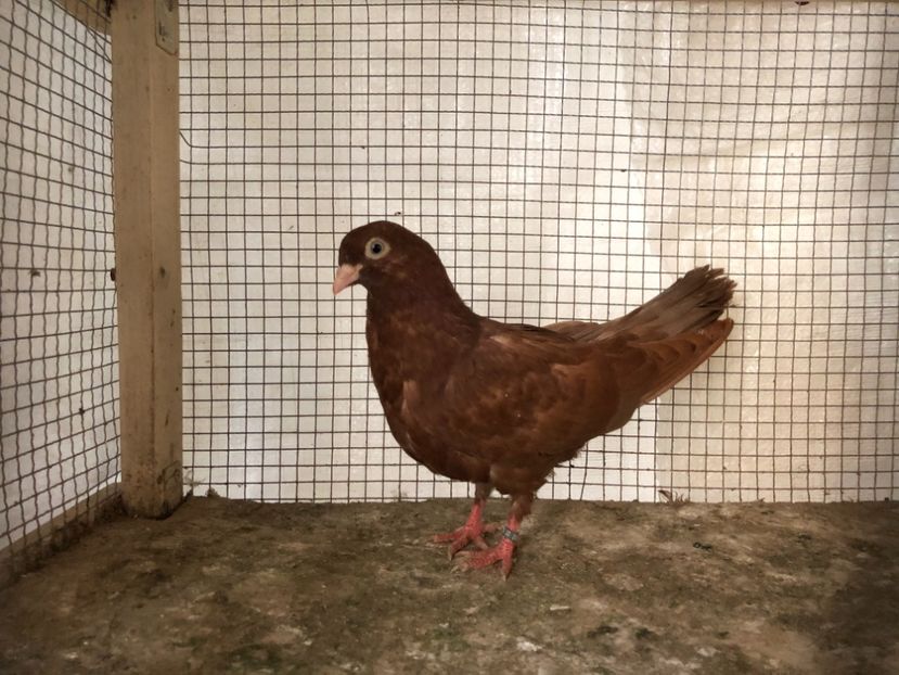 2050/20 - 3-lot zbor 2020