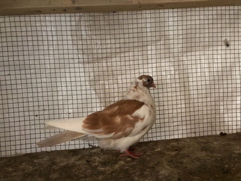 2093/20 - 3-lot zbor 2020