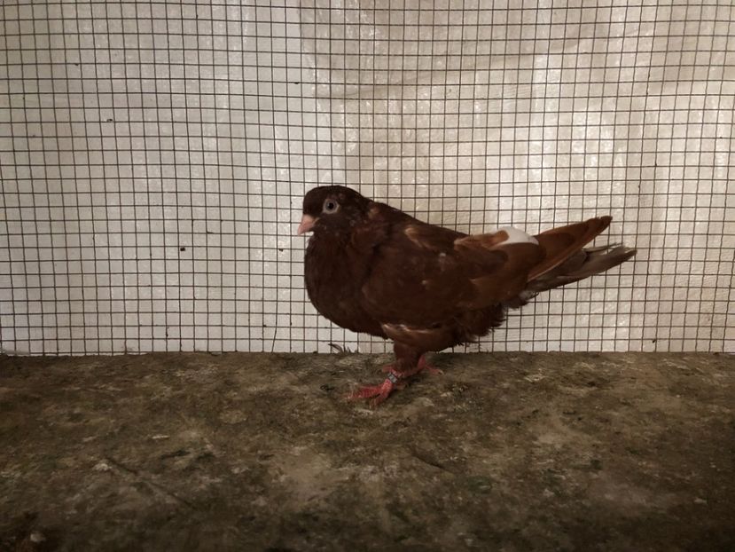 2074/20 - 3-lot zbor 2020