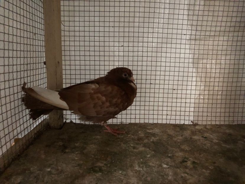 2081/20 - 3-lot zbor 2020