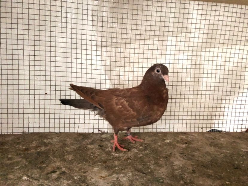 2100/20 - 3-lot zbor 2020