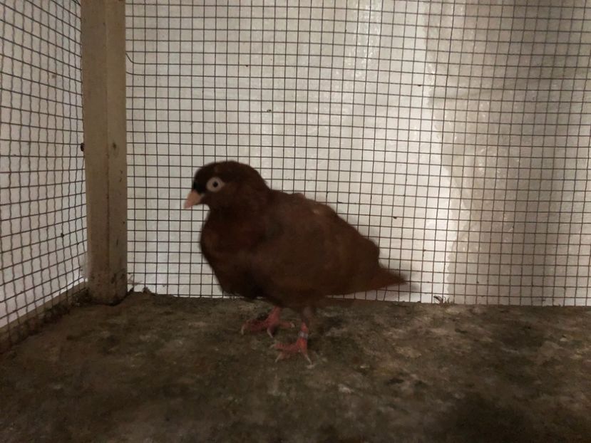 2075/20 - 3-lot zbor 2020