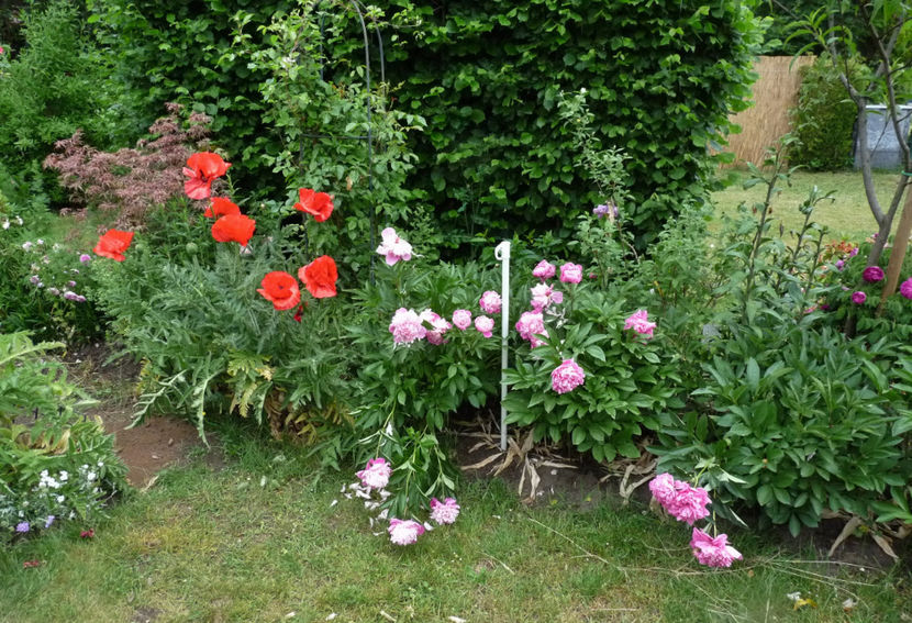 dupa ploaie la pamant ... - Bujori