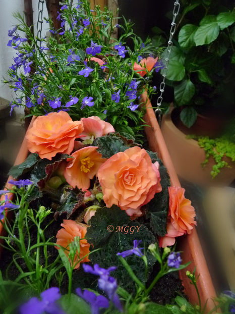 © - Begonia