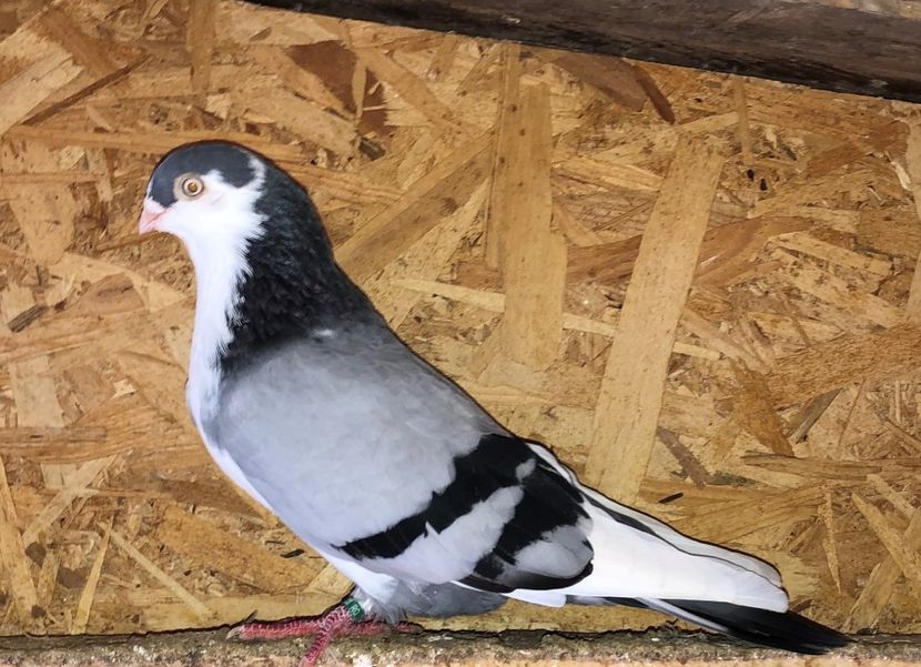 mascul  2019 - 0000001 prin voliere