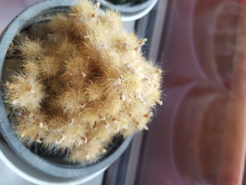  - cactusi de vanzare