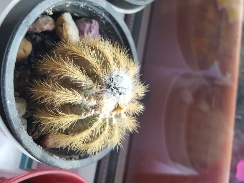  - cactusi de vanzare