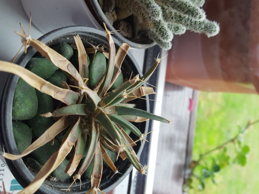  - cactusi de vanzare