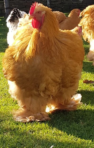  - Cochin galben 2021