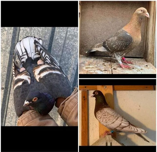  - NU IMI APARTIN ALBUM NR 2