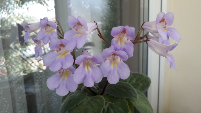  - 111 Primulina Purpelina