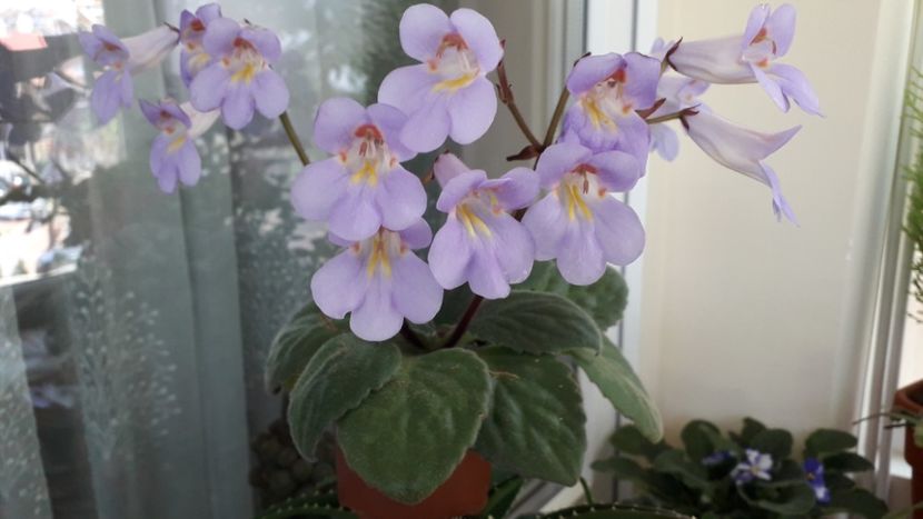  - 111 Primulina Purpelina