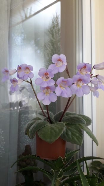  - 111 Primulina Purpelina