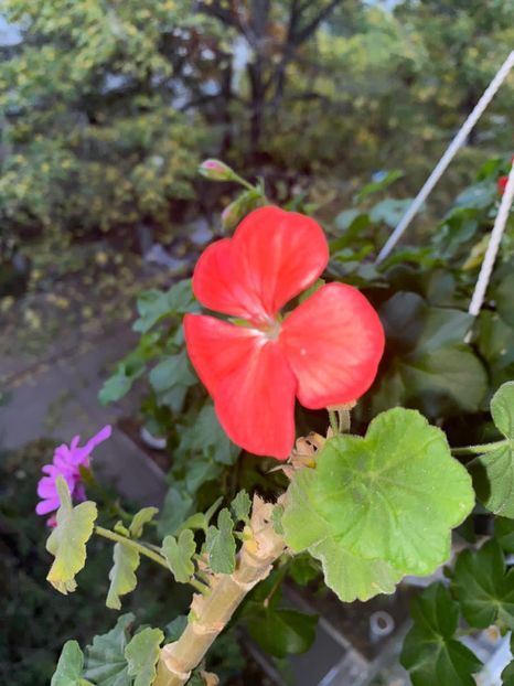 CD3F565D-D048-4D2F-8291-0E6DAE416B5B - Florile mele 2020