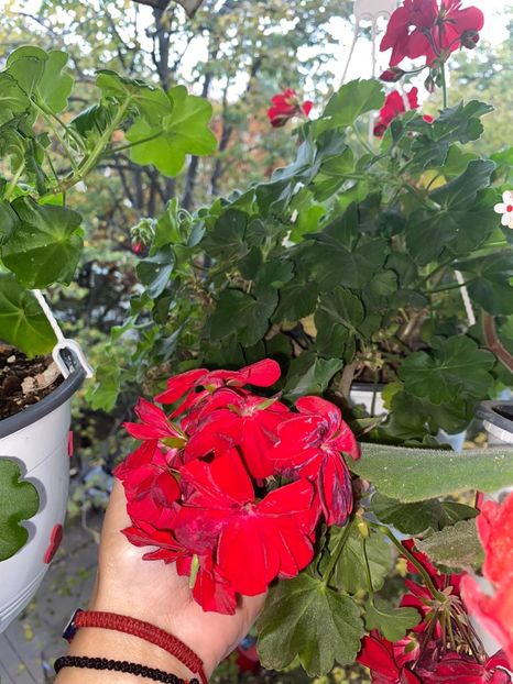 DCCEE6B5-2B00-43B0-86E2-03760D00EAA9 - Florile mele 2020