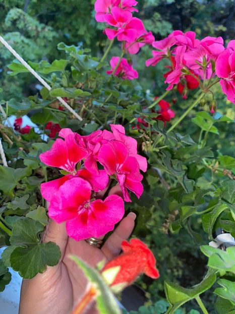 59DE80F0-F744-4733-966F-7727B2564552 - Florile mele 2020