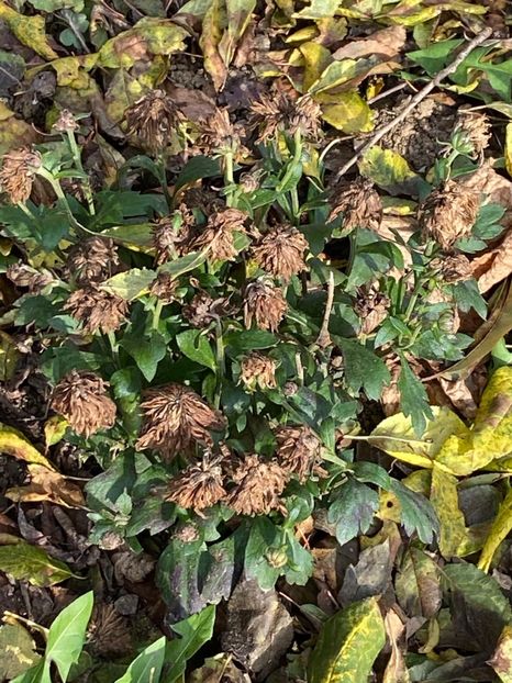 CEFA642A-4133-4D41-B434-C2988394F785 - Florile mele 2020