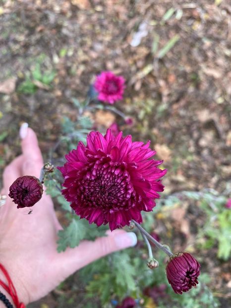 B42C7747-C9BF-40C5-B7C0-6E6A3CCEC9AE - Florile mele 2020