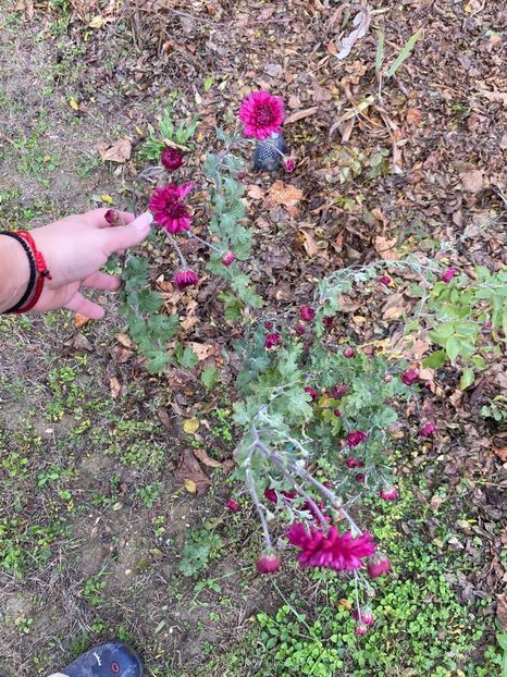 C8382091-849D-47E3-B519-3ECA630846DF - Florile mele 2020