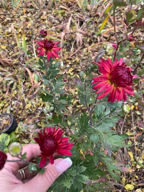 7E230878-549F-4F65-A55E-A01CDC6A2FA8 - Florile mele 2020