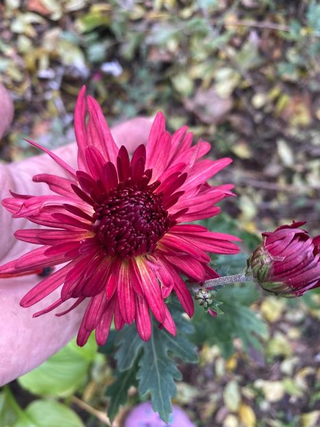 F5AD03ED-1B15-4EDA-AD0C-E2F1B323FC9D - Florile mele 2020