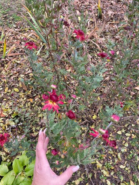 F0A04809-40BC-42A0-BF21-D0F8BB57C065 - Florile mele 2020