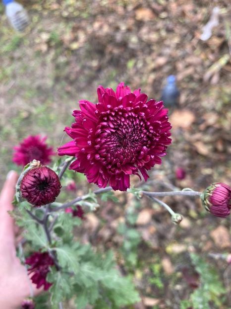 277B10C4-A4AD-4D27-ACFC-C2806A5FB76A - Florile mele 2020