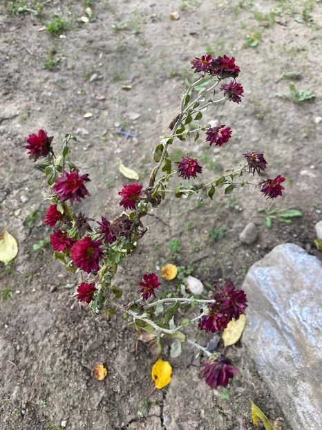 329B3976-4CD0-41DC-ACD3-B1CD95CCF9BA - Florile mele 2020