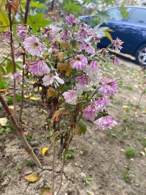 E22458FF-96E8-4700-B3C3-0D9FAEE93B0E - Florile mele 2020