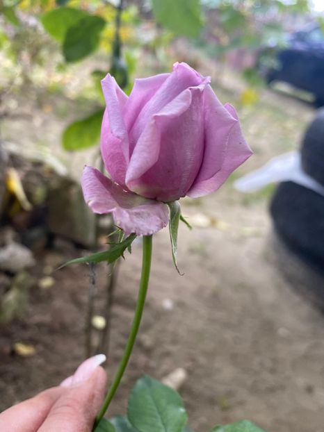 7C277463-5AD5-4DDE-9242-1EA51DE0A556 - Florile mele 2020