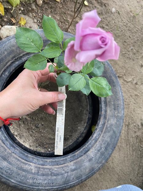 DA627FE8-A4A7-4905-92F2-4B278B02951B - Florile mele 2020