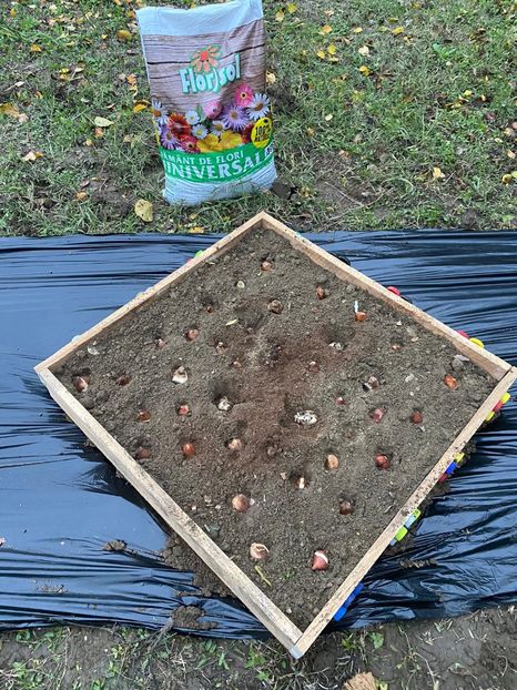 C3E1495F-E6FD-485A-B764-E70EC2D0FF26 - Idei puse in practica 2020