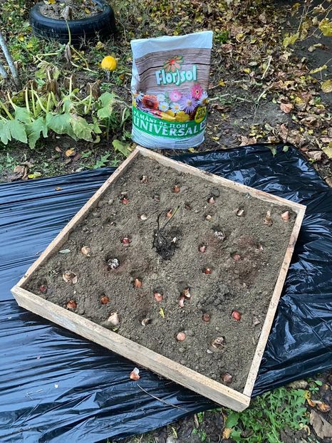 8B25B6E4-2208-4A28-A900-32AA2B596769 - Idei puse in practica 2020