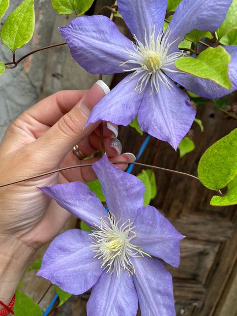 05002B8E-E586-4EBF-B5AD-1B4ED7F19057 - Clematis