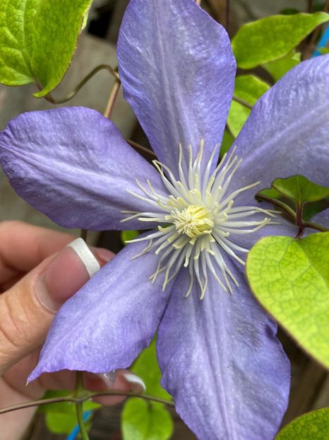 1ABE90F1-842C-40C7-A13C-F6477EE39891 - Clematis