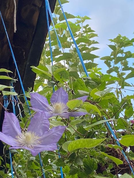 DDB1092B-37BD-4DC2-9AC2-386F5EDA966C - Clematis