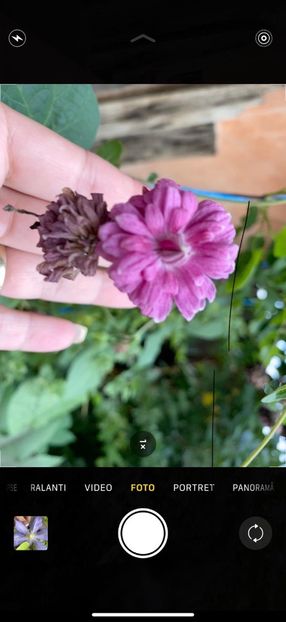 DDAA40A9-6FAA-44C2-96AA-9332F46EB99B - Clematis