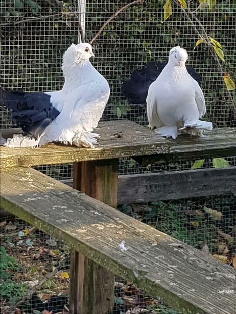 Nord kaukazian positur - Vor urma  Acestea