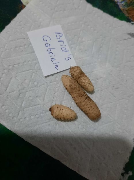  - AA RIZOMI ACHIMENES 2022