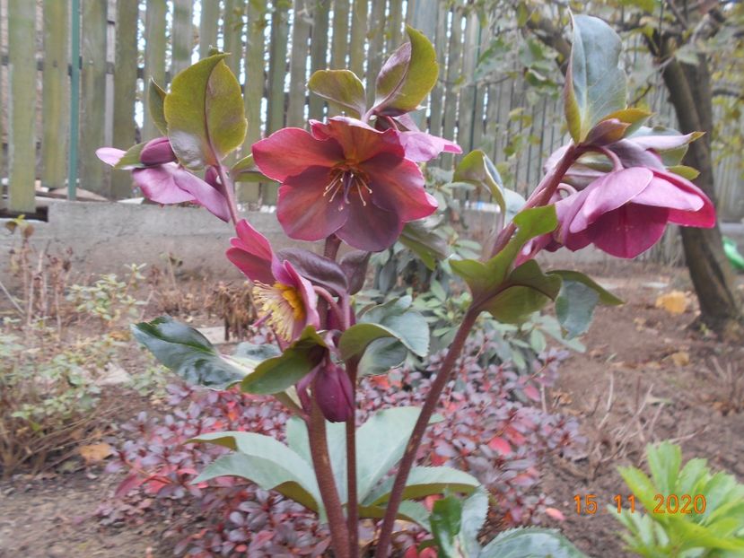 Heleborus Ice n roses red - 1Azalee-rhododendroni-heleborusi-hortensii-hoste 2020