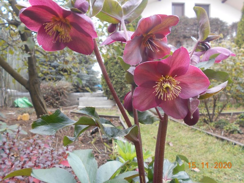  - 1Azalee-rhododendroni-heleborusi-hortensii-hoste 2020