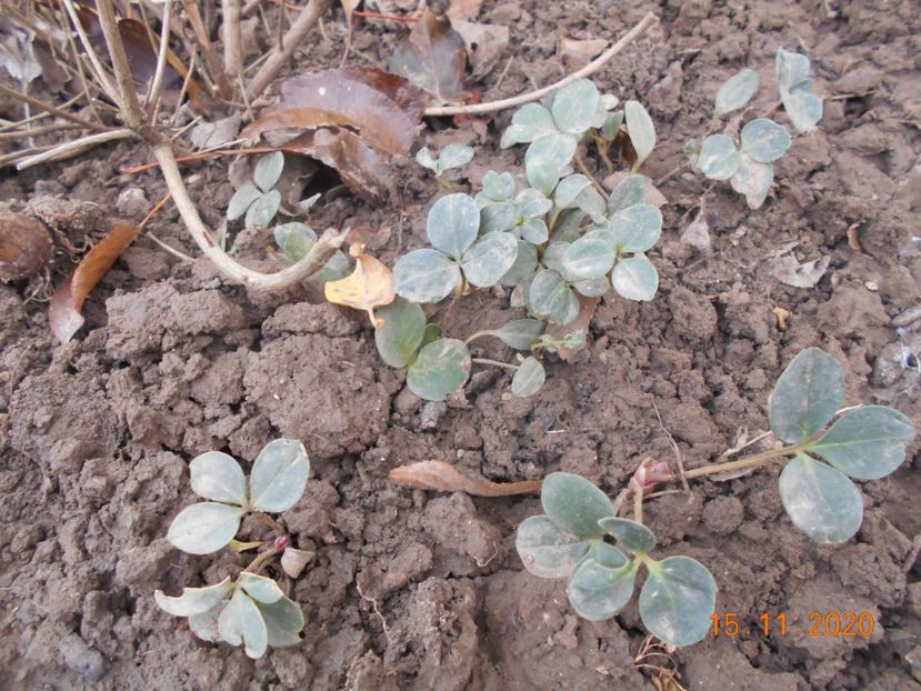 Heleborus Niger din seminte - 1Azalee-rhododendroni-heleborusi-hortensii-hoste 2020