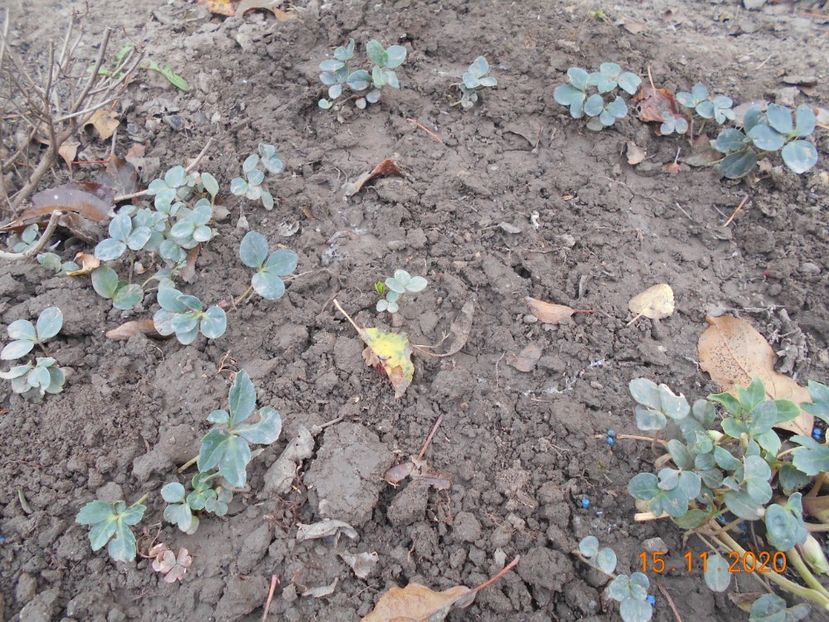  - 1Azalee-rhododendroni-heleborusi-hortensii-hoste 2020