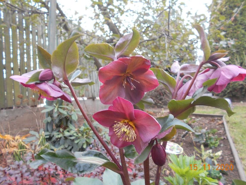  - 1Azalee-rhododendroni-heleborusi-hortensii-hoste 2020
