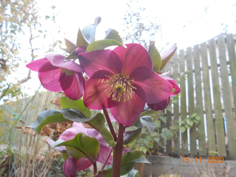  - 1Azalee-rhododendroni-heleborusi-hortensii-hoste 2020
